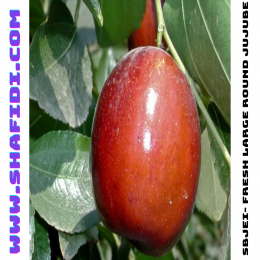 SBJEI- LONG SWEET JUJUBE